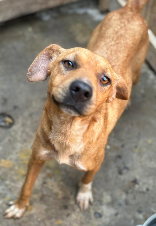 dog 3