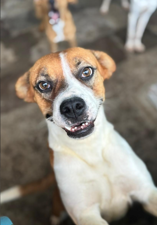dog 1